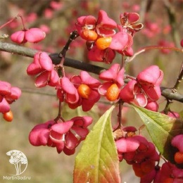 Бересклет крылатый Компактус