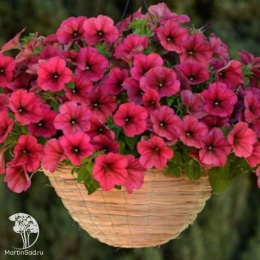 Петуния &quot;Изи Вэйв&quot; Берри Велюр F1 каскадно-ампельная