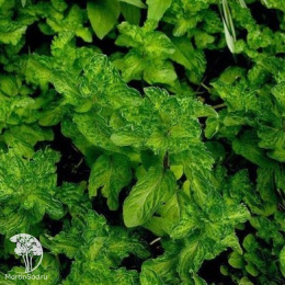 Мята Чай с Бергамотом