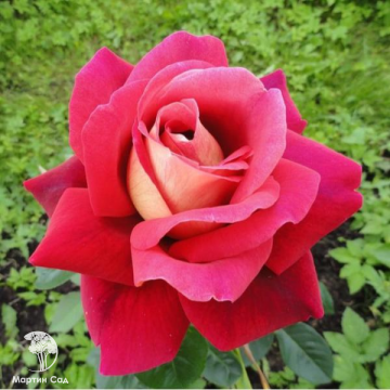 Фото Роза чайно-гибридная Кроненбург