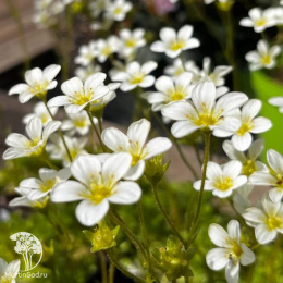 Камнеломка Арендса Альба