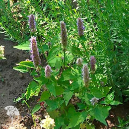 Мята мексиканская Морская симфония ---  Прян.