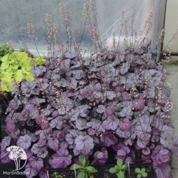 Гейхера Роуз Кварц