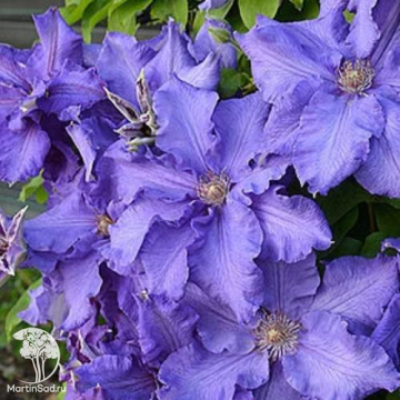 Фото Клематис Балтик Вэйвз