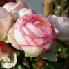 Роза чайно-гибридная Вальс Маями фото 2 