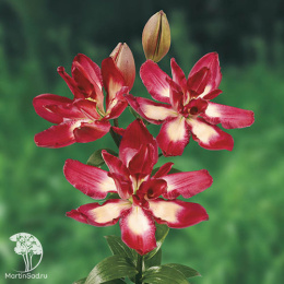 Лилия Азиатская Дабл Сенсейшн