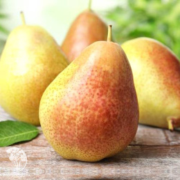 Груша Осенняя Яковлева