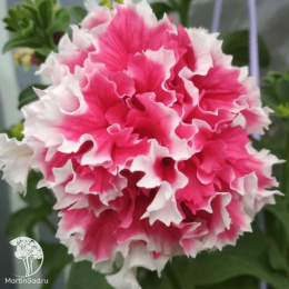 Петуния махровая Пируэтт ред (Люкс)