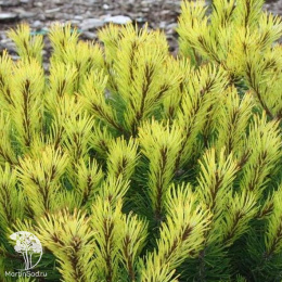 Сосна горная Розитек