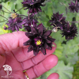 Аквилегия обыкновенная Блэк Барлоу