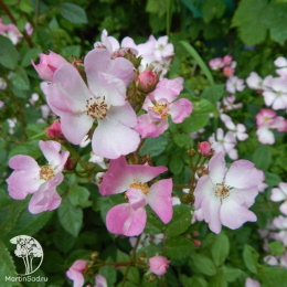 Роза Крылья Ангела