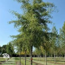 Ольха чёрная Империалис