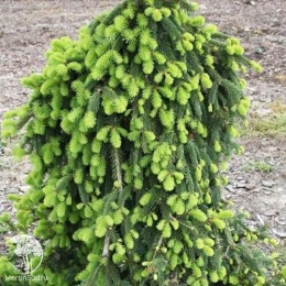 Ель обыкновенная Инверса на штамбе