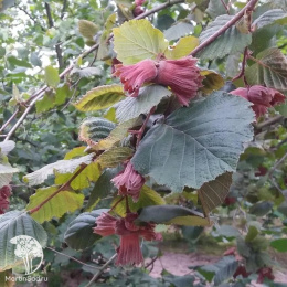 Фундук Каталонский