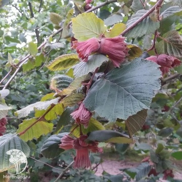Фото Фундук Каталонский