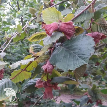 Фото Фундук Каталонский