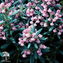 Андромеда многолистная Блю Лагу