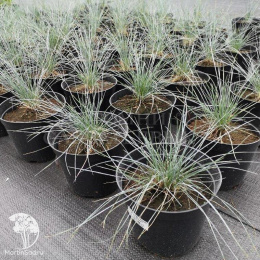 Овсяница сизая Айс Блю