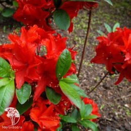 Азалия крупноцветковая Фейерверк