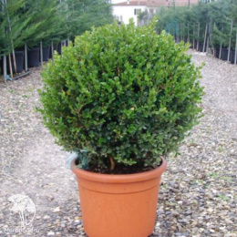 Самшит вечнозеленый Кула