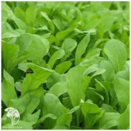 Индау (рукола) Сицилия