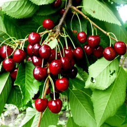 Черешня гибрид Ревна + Мичуринка