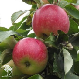 Яблоня гибрид Мельба + Коричное полосатое