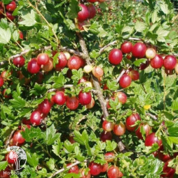 Крыжовник Розовый 2