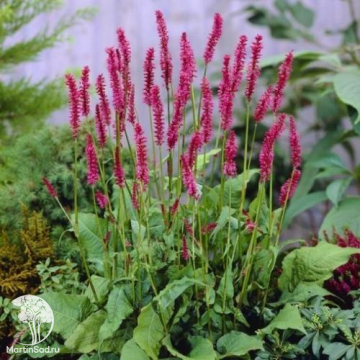 Фото Горец свечевидный Специоза
