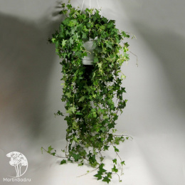 Плющ обыкновенный