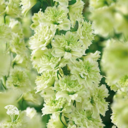 Дельфиниум Новозеландский гигант лайм, супермахровый