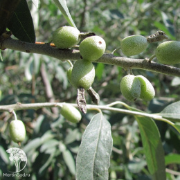 Лох узколистный