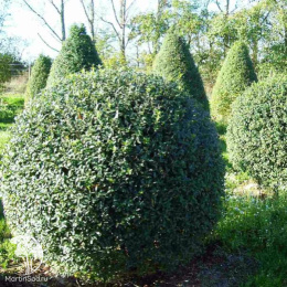 Бирючина обыкновенная