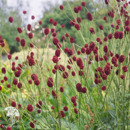 Кровохлёбка пестролистная Литтл Ангел