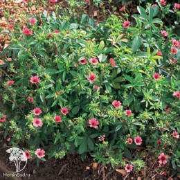 Лапчатка непальская Рон Мак Биз