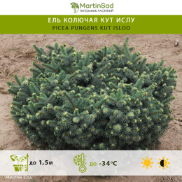 Ель колючая Кут Ислу