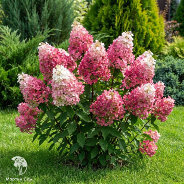 Фото Гортензия метельчатая Распберри Пинк