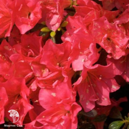 Азалия японская Эвита