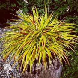 Хаконехлоя большая Санфлаер