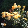 Роза флорибунда Амбер Квин фото 2 