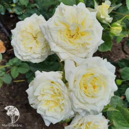  Роза Майрас Вайт