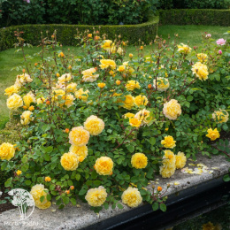 Роза парковая Зе Поэтс Вайф