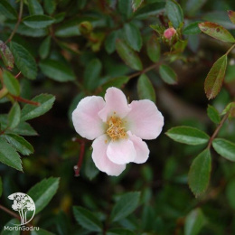 Роза Нозоми