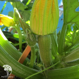 Кабачок Зебра