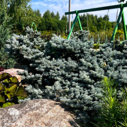 Ель колючая Глаука Глобоза