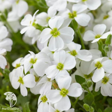 Фото Аубриета культурная Регадо Уайт