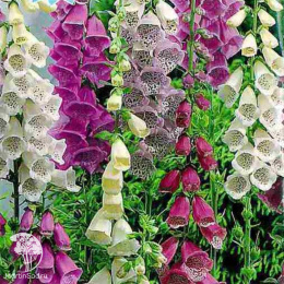 Наперстянка Лисичка, смесь сортов