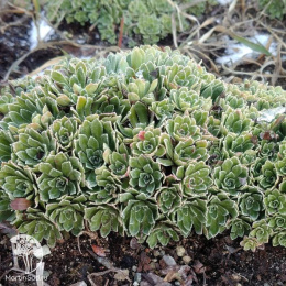 Камнеломка метельчатая