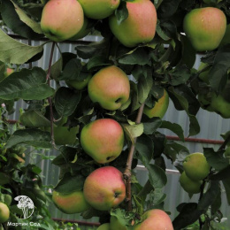 Яблоня Кандиль Орловский