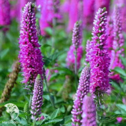 Вероника Атомик Ред Рэй